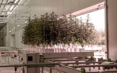 A greener weed: the UK firm growing carbon-neutral cannabis [The Guardian]