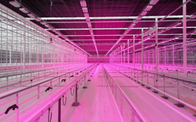 Calls to grow UK economy with cannabis as Snoop Dogg invests in ‘untapped’ market [LBC]